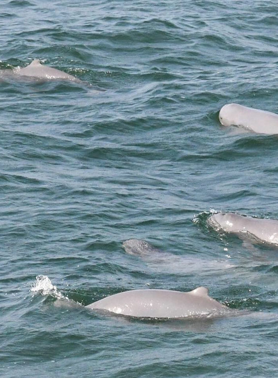 Dolphin Coastal Expedition
