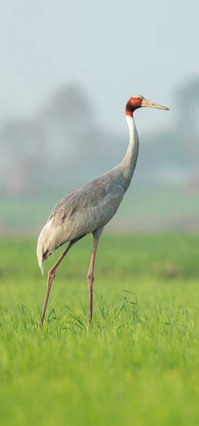 Cranes of the Mekong
