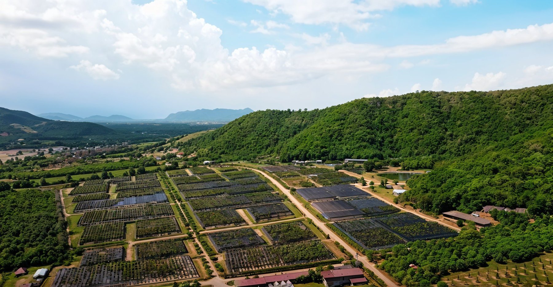 Kampot Pepper Farms
