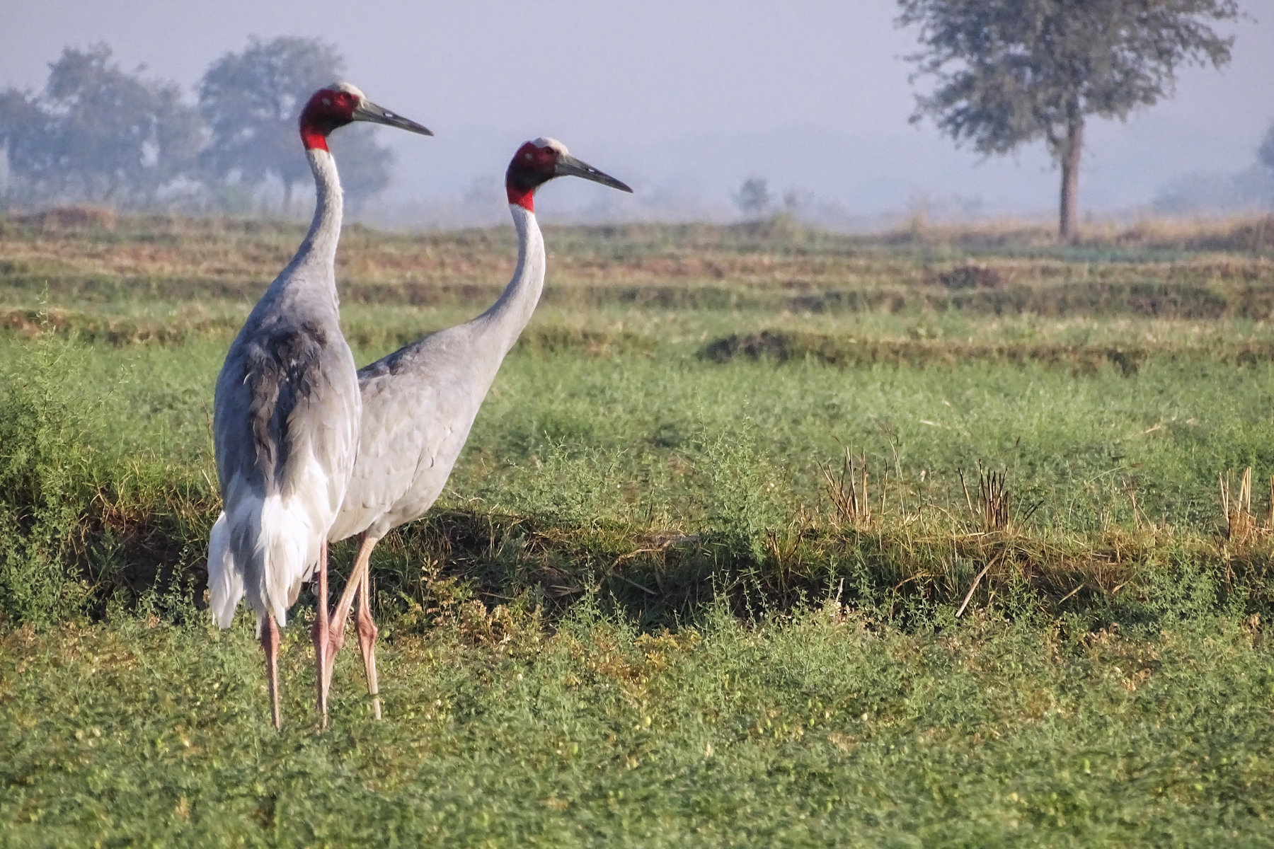 Cranes of the Mekong — Tracing the Journey of the Sarus Crane