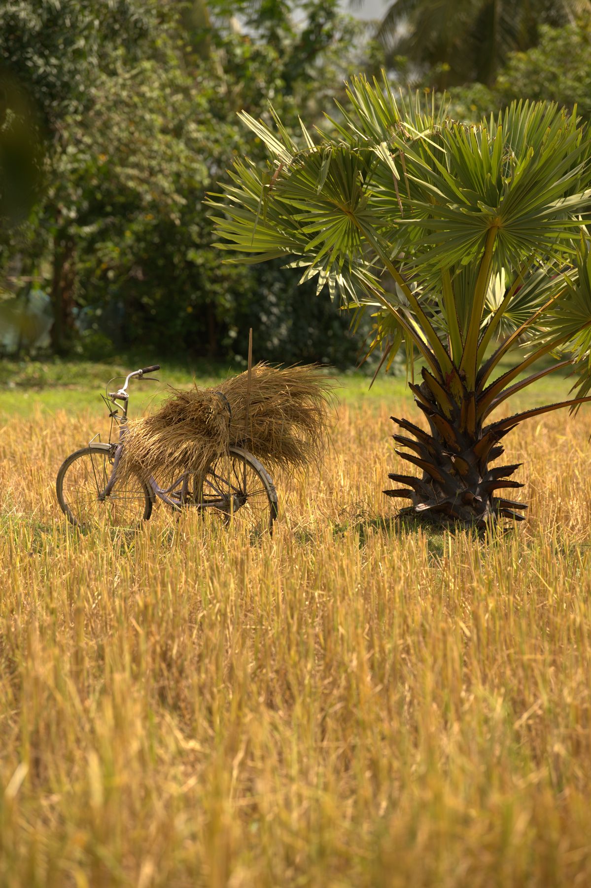 On land