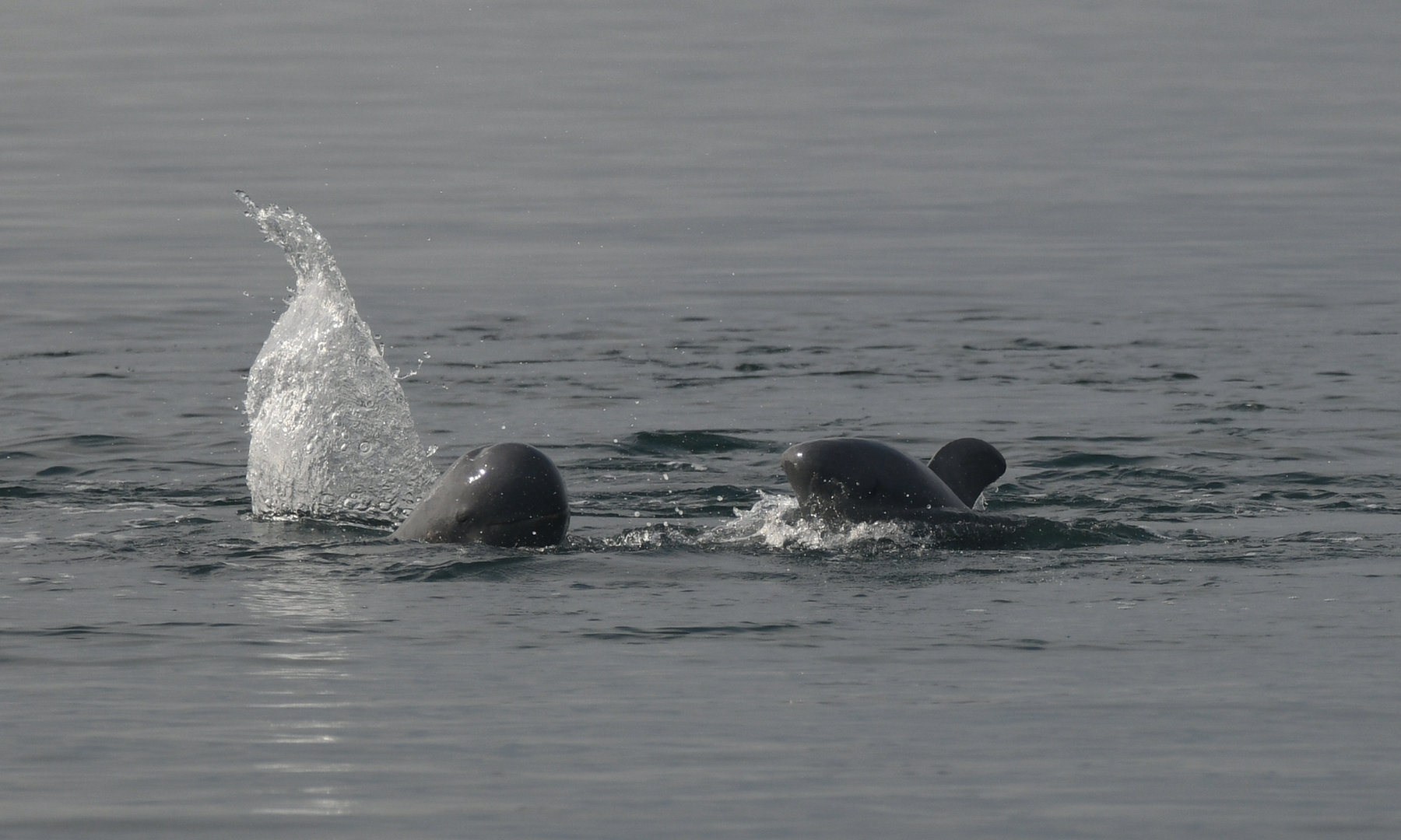 Dolphin Coastal Expedition — Discover Preak Tnout Community