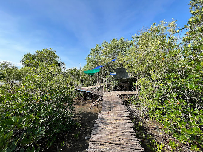 Mangroves Green Escape — A Relaxing Experience With Sustainable Insight